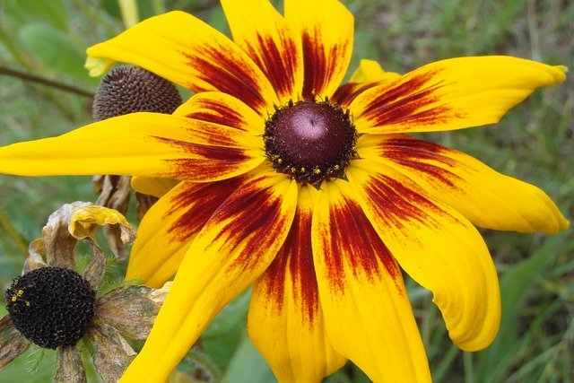 Free download Rudbekia Flower Garden -  free photo or picture to be edited with GIMP online image editor