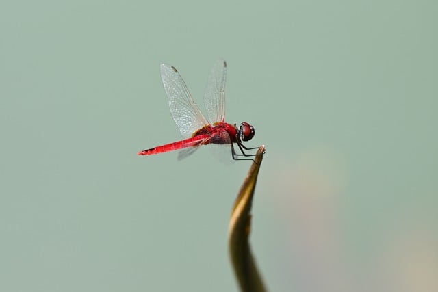 Free download ruddy darter dragonfly dragonfly free picture to be edited with GIMP free online image editor