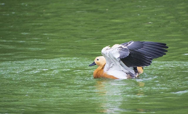 Free download ruddy shelduck bird duck lake free picture to be edited with GIMP free online image editor