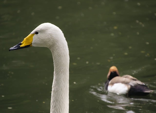 Free download ruddy shelduck ducks birds swan free picture to be edited with GIMP free online image editor