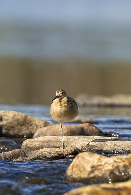 Free download ruff bird river nature animal free picture to be edited with GIMP free online image editor