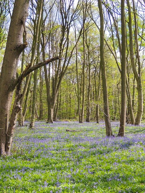 Free download Rufford Park Bluebells Bluebell -  free photo or picture to be edited with GIMP online image editor