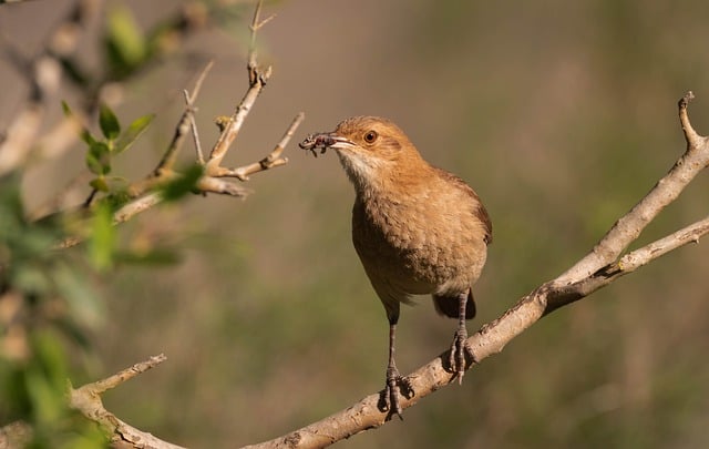 Free download rufous hornero furnarius rufus bird free picture to be edited with GIMP free online image editor