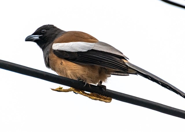 Free download rufous treepie bird endemic free picture to be edited with GIMP free online image editor