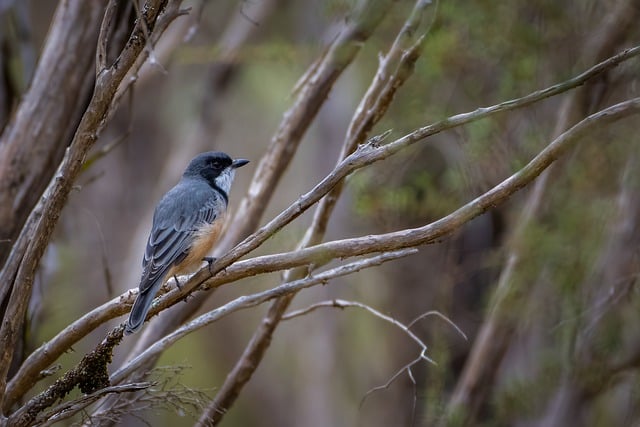 Free download rufous whistler bird free picture to be edited with GIMP free online image editor