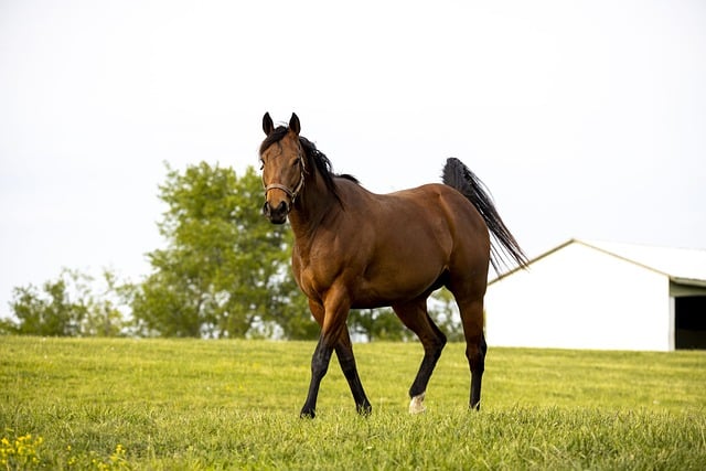 Free download running horse male lens 85mm day free picture to be edited with GIMP free online image editor