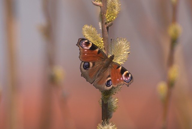 Free download Rusalka Butterfly Mo -  free photo or picture to be edited with GIMP online image editor