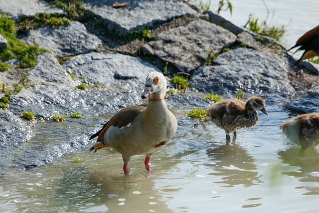 Free download rust goose goose bird waterfowl free picture to be edited with GIMP free online image editor