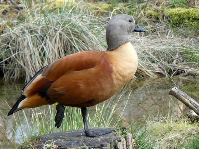 تنزيل مجاني Rust Goose Tadorna Ferruginea - صورة مجانية أو صورة ليتم تحريرها باستخدام محرر الصور عبر الإنترنت GIMP