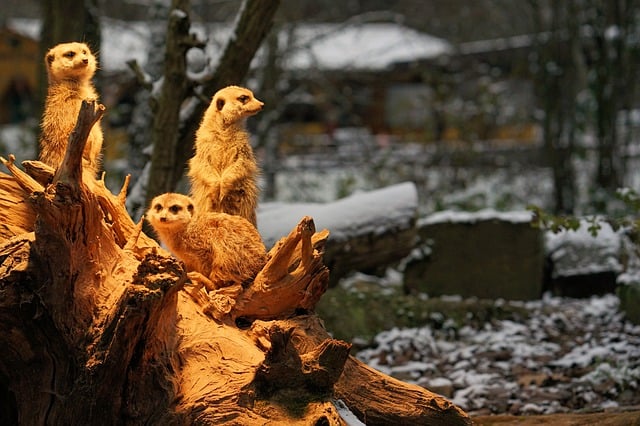 Kostenloser Download des Sababurg-Erdmännchen-Zoo-Winters, kostenloses Bild zur Bearbeitung mit dem kostenlosen Online-Bildeditor GIMP