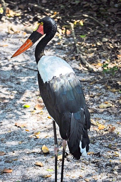 Free download Saddle-Billed Stork Bird Wildlife -  free photo or picture to be edited with GIMP online image editor