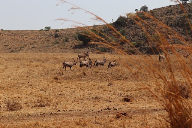 Free download Safari Africa Nature -  free photo or picture to be edited with GIMP online image editor