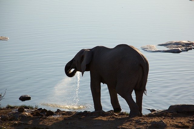 Free download Safari Nature Africa -  free photo or picture to be edited with GIMP online image editor