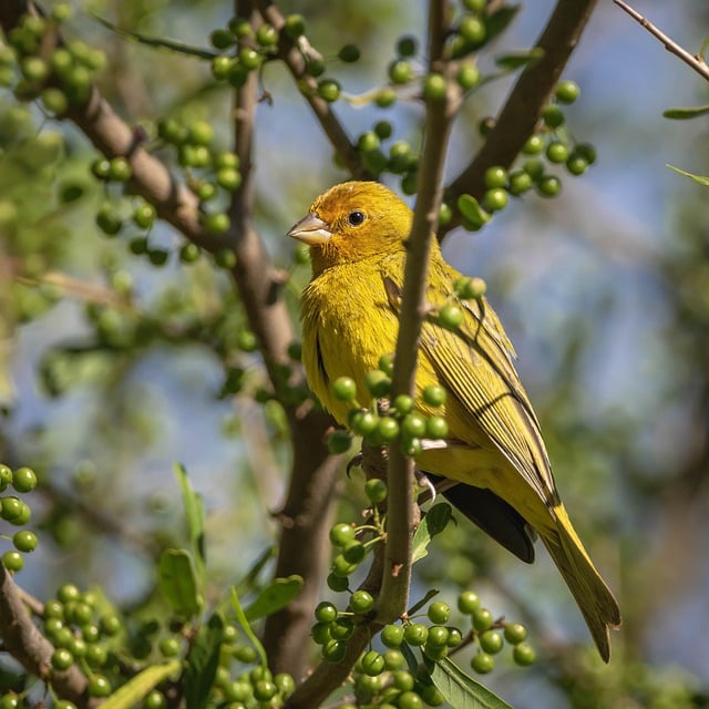 Free download saffron finch bird wildlife animal free picture to be edited with GIMP free online image editor