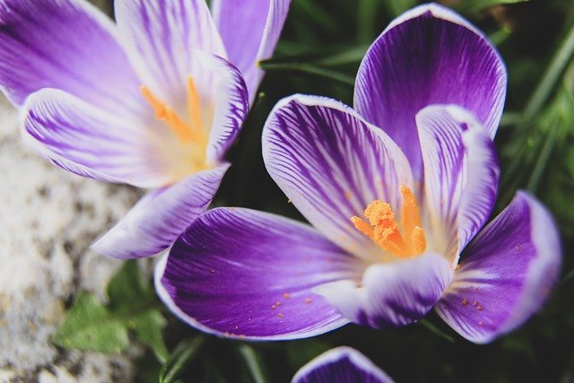 Free download saffron flowers plant autumn crocus free picture to be edited with GIMP free online image editor