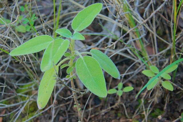 Free download Sage Forest Nature -  free photo or picture to be edited with GIMP online image editor