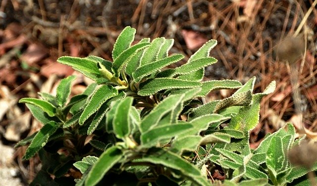 Free download Sage Herbs Wild -  free photo or picture to be edited with GIMP online image editor