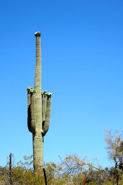 Free download Saguaro Cactus Desert -  free photo or picture to be edited with GIMP online image editor