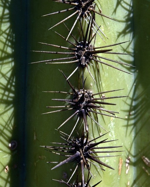 Free download Saguaro Spines Cactus Arizona -  free photo or picture to be edited with GIMP online image editor