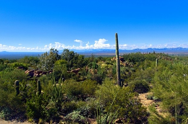 Free download Saguaro View Arizona-Sonora Desert -  free photo or picture to be edited with GIMP online image editor