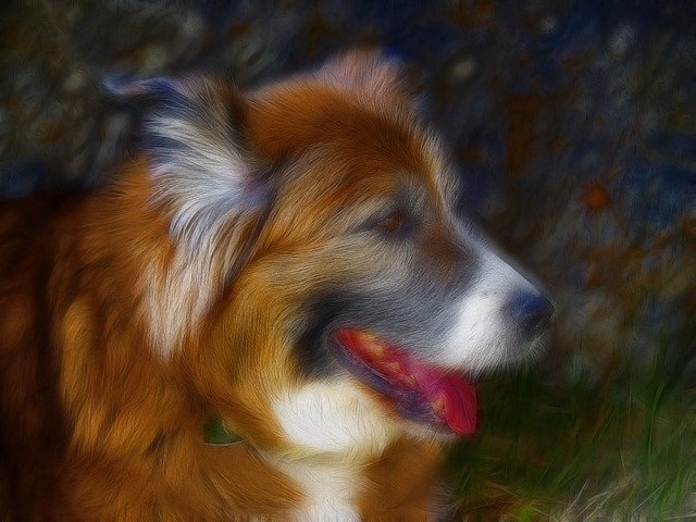 Free download Saint Bernard Dog Canine -  free illustration to be edited with GIMP free online image editor