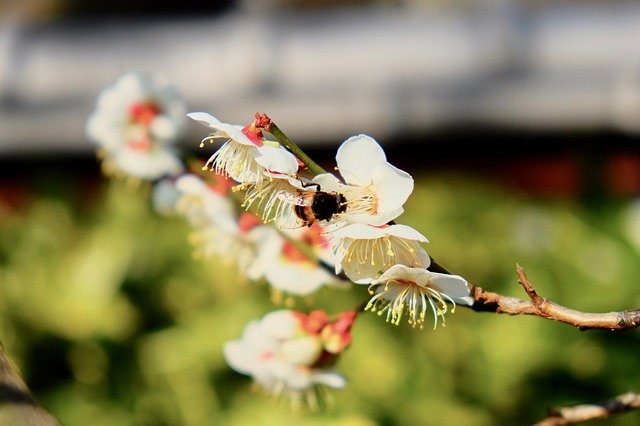 Free download Sakura Bee Spring -  free photo or picture to be edited with GIMP online image editor