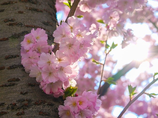 Libreng download Sakura Cherry Blossom - libreng larawan o larawan na ie-edit gamit ang GIMP online na editor ng imahe