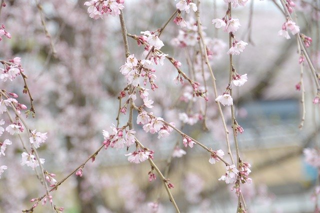 Free download Sakura Cherry Blossoms -  free photo or picture to be edited with GIMP online image editor