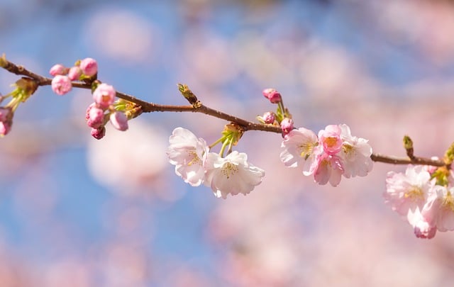 Free download sakura cherry blossoms pink flowers free picture to be edited with GIMP free online image editor