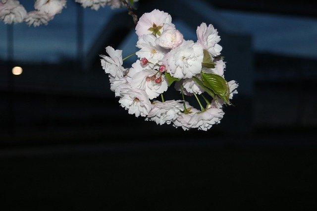 Free download Sakura Cherry Night -  free photo or picture to be edited with GIMP online image editor