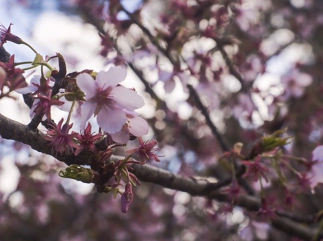 Free download Sakura Flowers Blossom -  free photo or picture to be edited with GIMP online image editor