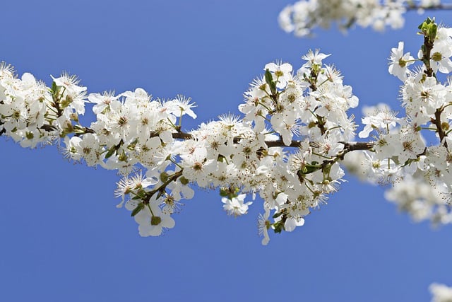 Free download sakura flowers cherry blossoms free picture to be edited with GIMP free online image editor