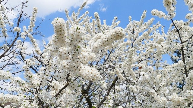 Free download Sakura Mirabelka Flowers -  free photo or picture to be edited with GIMP online image editor