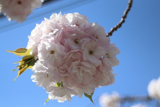 Free download Sakura Spring Bloom -  free photo or picture to be edited with GIMP online image editor