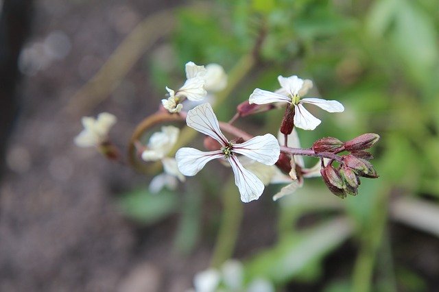 Free download Salad Rocket Flowers Of Arugula -  free photo or picture to be edited with GIMP online image editor