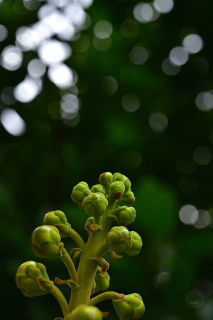 Free download sala flower buds buddha salad tree free picture to be edited with GIMP free online image editor