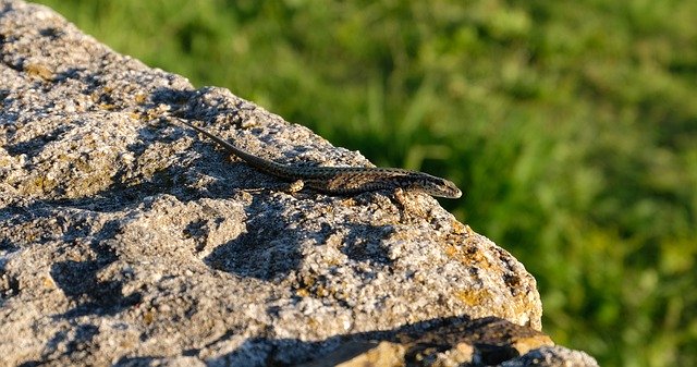 Free download Salamander Lizard Reptile -  free photo or picture to be edited with GIMP online image editor