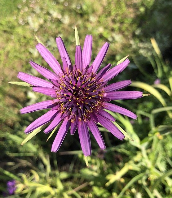 Free download Salsify Flower Bloom -  free photo or picture to be edited with GIMP online image editor