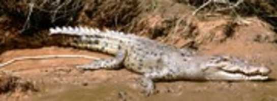 Free download Saltwater crocodile free photo or picture to be edited with GIMP online image editor