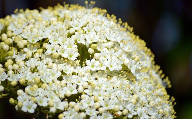 Free download sambucus nigra elderflowers free picture to be edited with GIMP free online image editor