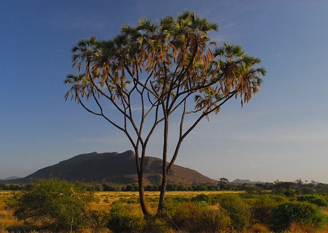 Free download Samburu Survivor Africa Kenya -  free free photo or picture to be edited with GIMP online image editor