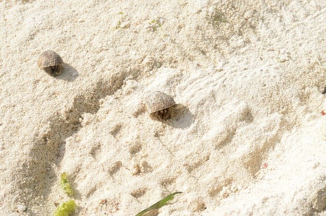 Free download Sand Beach Parasitic Crab -  free photo or picture to be edited with GIMP online image editor