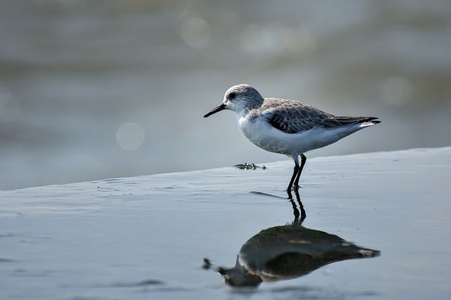 Free download sanderling bird animal wildlife free picture to be edited with GIMP free online image editor