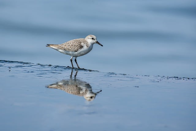 Free download sanderling sea bird animal water free picture to be edited with GIMP free online image editor