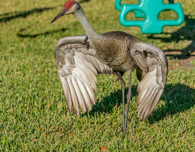 Free download Sand Hill Crane Endangered Nature -  free photo or picture to be edited with GIMP online image editor