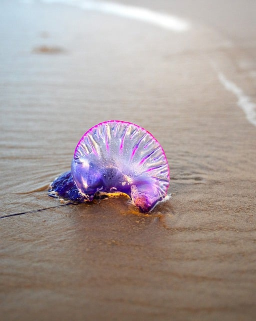 Free download sand jelly fish aquatic creatures free picture to be edited with GIMP free online image editor