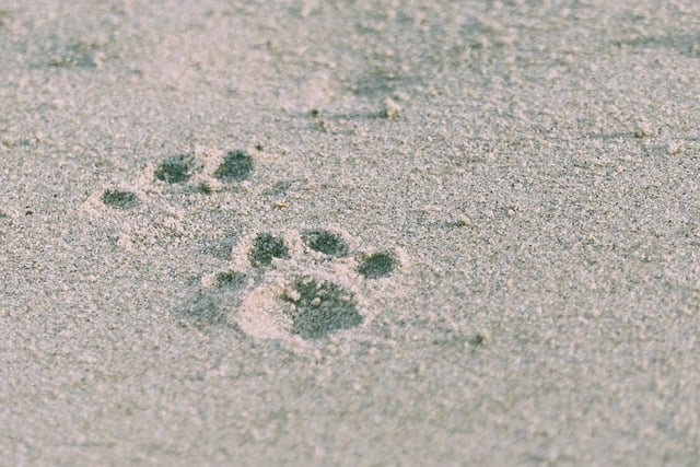 Free download sand paw prints beach sea closeup free picture to be edited with GIMP free online image editor