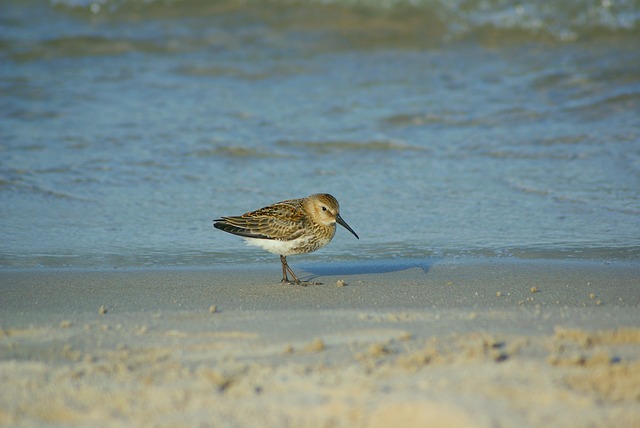 Free download sandpiper ac bird amp shipping free picture to be edited with GIMP free online image editor