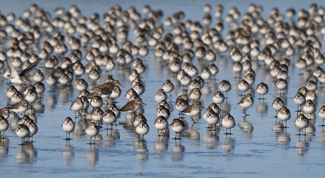 Free download sandpipers flock wings water birds free picture to be edited with GIMP free online image editor