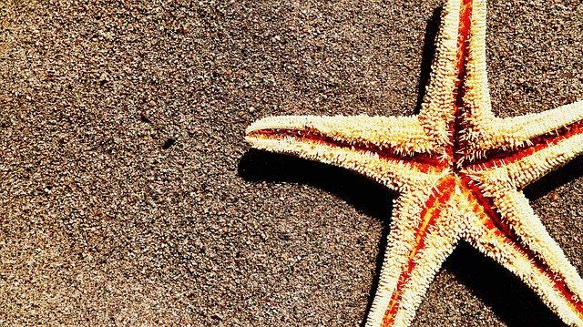 Free download Sand Starfish Beach -  free photo or picture to be edited with GIMP online image editor